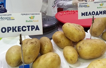 Продажа семенного картофеля голландских столовых сортов Мелодия (Melody) и Оркестра (Orchestra).