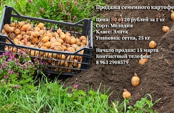 Продажа семенного картофеля