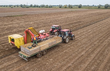 Seed potato harvesting campaign in the 2020 season