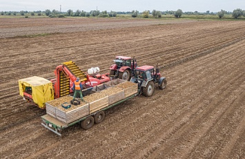 Seed potato harvesting campaign in the 2020 season