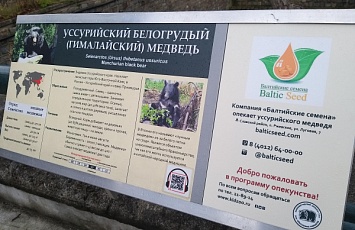 ООО «Балтийские семена» стало опекуном уссурийского медведя ,который живет в Калининградском зоопарке